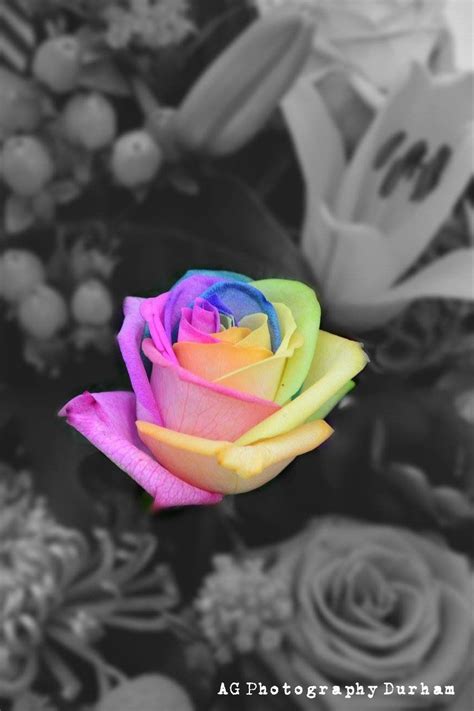 Rainbow Rose Colour Splash Rainbow Aesthetic Tumblr Photography