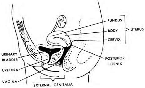 Images 08 Urogenital Systems Basic Human Anatomy