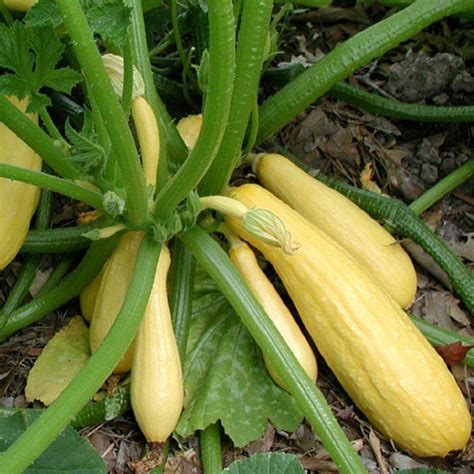 Early Summer Golden Yellow Crookneck Squash Plants For