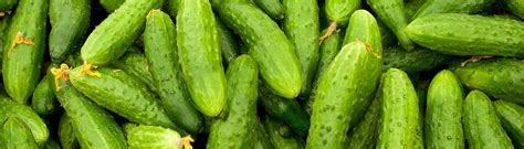 Gherkins The Global Green Company