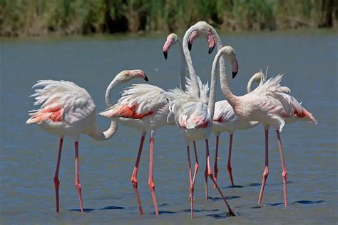 Greater Flamingo The Animal Facts Appearance Habitat Diet