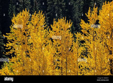Aspen Trees Populus Species In Autumn Color Glacier National Stock