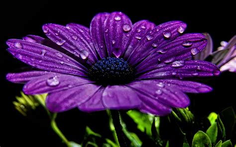 Beautiful Purple Flowers Wallpaper 2560x1600 22584