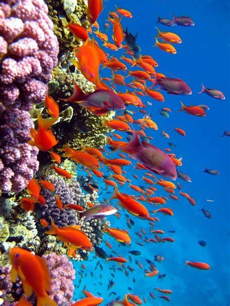 Beautiful Undersea Colors Ocean Corals Beautiful Sea Life