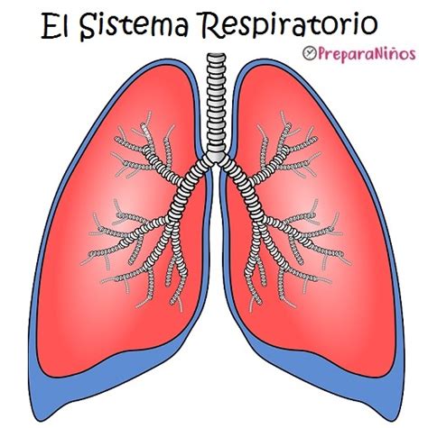 Sistema Respiratorio Para Niños Los Pulmones Partes Y Funciones