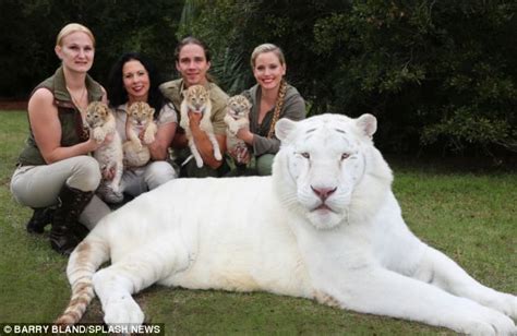 A Roaring Success The Worlds First White Ligers Four Brothers Are