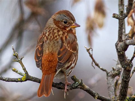 Fox Sparrow Ebird