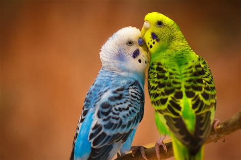 Parakeet Wallpapers And Backgrounds 4k Hd Dual Screen
