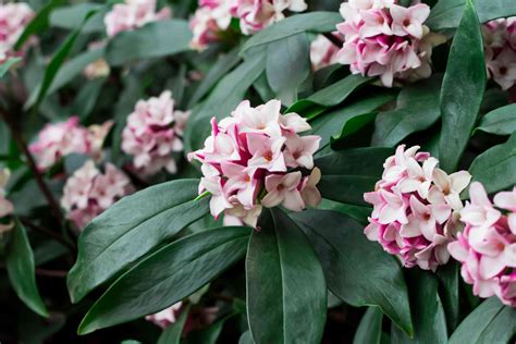 How To Grow And Care For Daphne Shrubs 2022