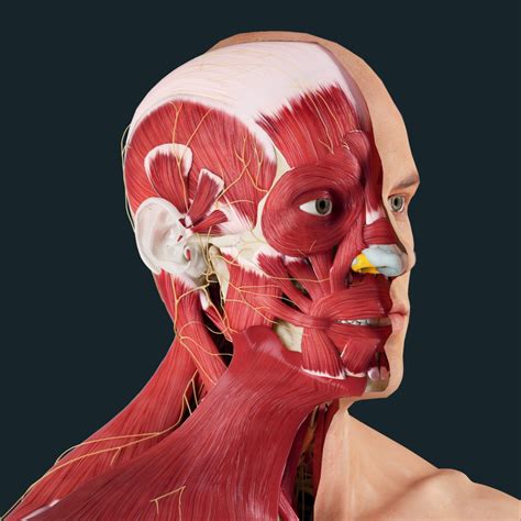 Head And Neck Anatomy Diagram - Posterior Triangle Of The Neck Head And ...