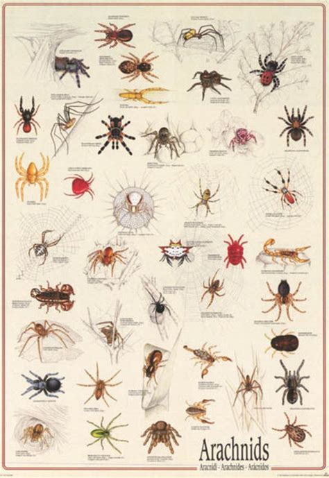 Spiders Arachnids Insect Poster 27x39 Types Of Spiders Arachnids