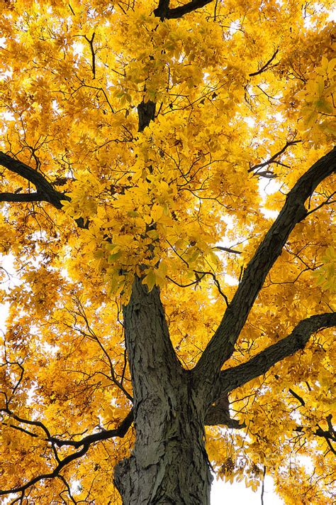 Shagbark Hickory Tree Photograph By Charline Xia Fine Art America
