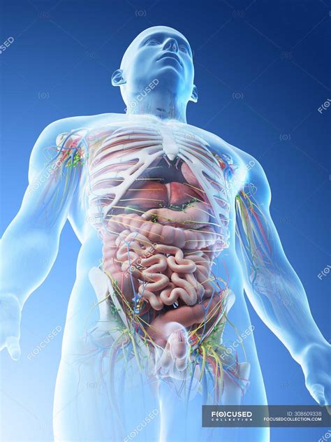 Our bodies consist of a number of biological systems that carry out specific functions necessary for everyday living. Male upper body anatomy and internal organs in low angle view, computer illustration. — Front ...