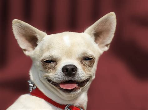 Dog Chihuahua Head Portrait
