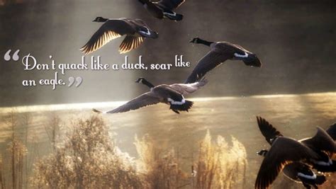 Eagles don't fly with the pigeons. Quotes About Soaring Like Eagles. QuotesGram