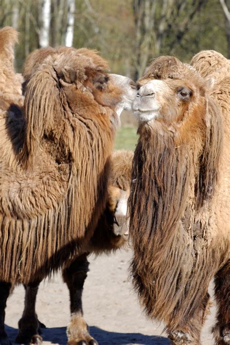 Their nostrils close to keep sand at bay, and they have bushy eyebrows and two rows of some cultures judge a person's wealth based on the number of camels they own. These Animals Found in the Gobi Desert are Really ...