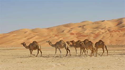 Saudi Arabia Travel Guide Deserts Of The World Rub Al Khali Travel