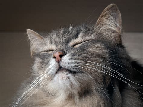 About 10% of allergic cats have a food allergy. Best Cat Foods For Your Cat's Food Allergy