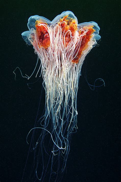 Awesome Jellyfish Pics From Alexander Semenov Inspiration Cforce