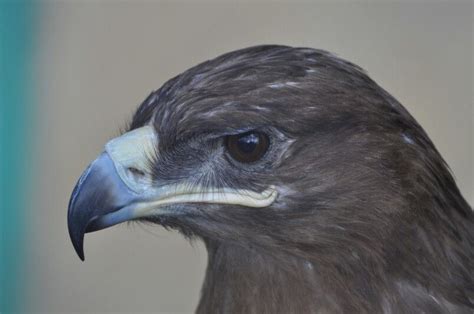 That's real hawkish look ! | Bald eagle, Animals