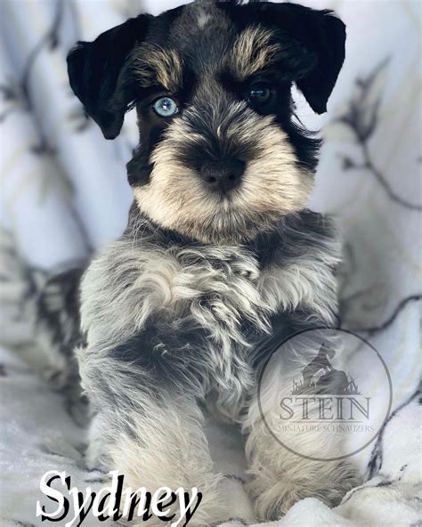 Beautiful Sydney has gone... - Stein Miniature Schnauzers