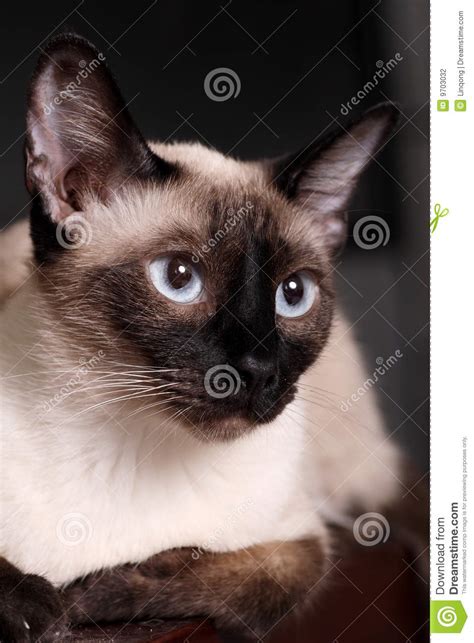 Siamese Cat Stock Photo Image Of Portrait Breed Stare 9703032