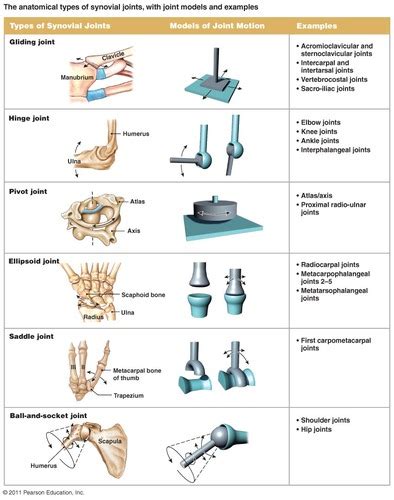 6 Types Of Synovial Joints Flashcards Quizlet