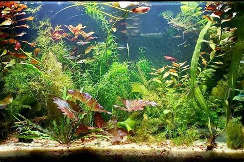 13 Best Aquarium Plants For A Sandy Substrate