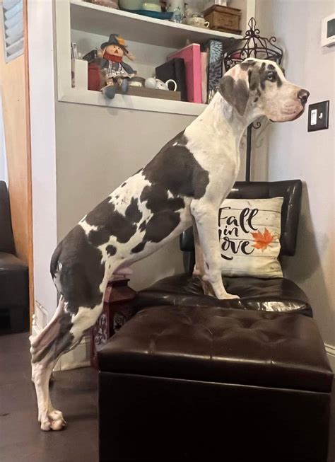 Jonas 8 Month Old Full Euro Akc Male Blue Harlequin Great Dane Great Dane Puppies For Sale In