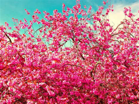 Fondos De Pantalla 3740x2805 Floración De árboles Rosa Color Rama