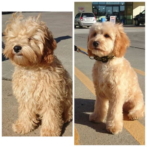 Spiky hair is making a huge comeback as one of the most popular men's haircuts. Before and after for this Canberra Spoodle Dog ...