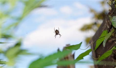 Utah Homeowners Beware These Spiders May Be In Your Yard