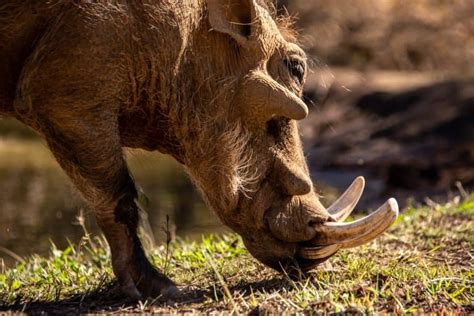 17 Wildest Warthog Facts Fact Animal
