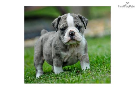 Will be ready jan 20 excepting deposits now 4 left out of 7 3 girls 1 boy. English Bulldog puppy for sale near Birmingham, Alabama ...