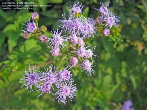 Flowers are very delicate white some with a delicate pink throat like. Plant Identification: CLOSED: Mystery Perennial with small ...