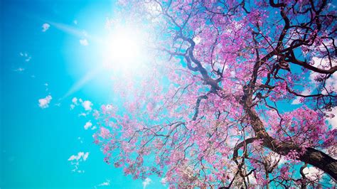 2560x1440 Cherry Blossom Tree 1440p Resolution Hd 4k Wallpapers Images