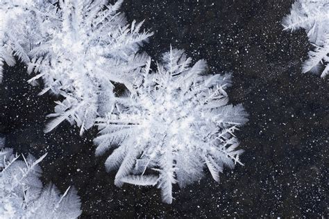 Frost Crystals One Ray Bulson Photography