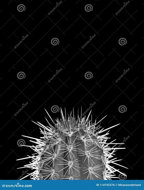 Cactus On A Black Background In Black And White Stock Photo Image Of