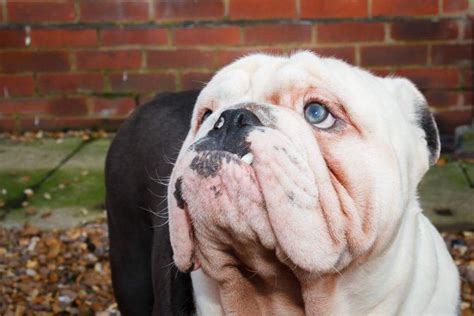 .olde tyme bulldogge english bull terrier english bulldog english setter english springer spaniel english read our french bulldog buying advice page for information on this dog breed. Blue eyed blue bulldog for stud | Manchester, Greater ...