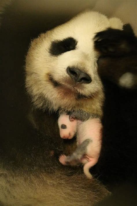 Photos Panda Cubs Thriving At Toronto Zoo Toronto Globalnewsca