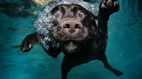 Funny Dog Face Under The Water Hd Macro Wallpaper