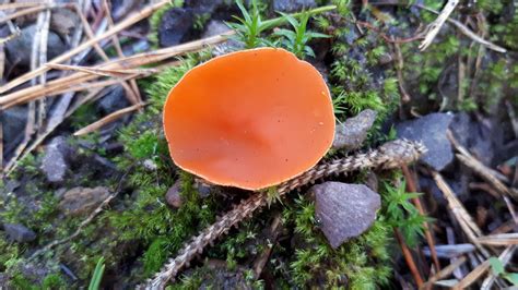 An Orange Disc Fungus Diameter 2 Cm Octospora Humosa Fungi Apricot