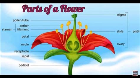Parts Of A Flower And Their Functions YouTube
