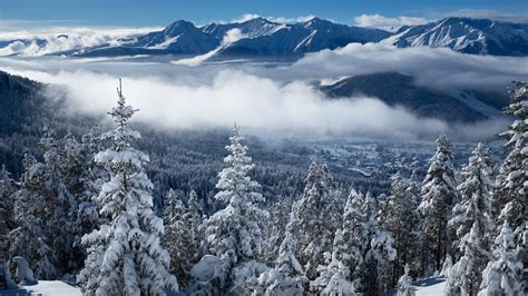 Snow Covered Spruce Trees With Fog Mountains Blue Sky Scenery