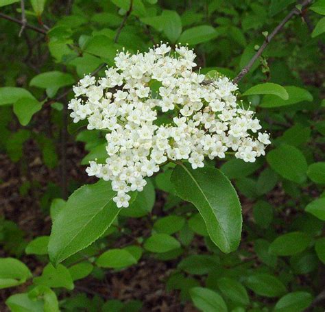 Curb appeal is especially important for a commercial property. Viburnum rufidulum plant, rusty black haw, 10-15 ft, full ...