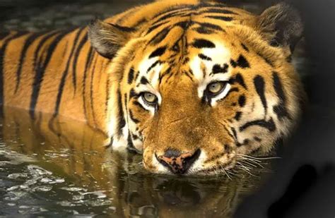 Bengal Tiger Description Habitat Image Diet And Interesting Facts
