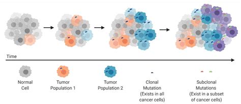 Cancers Free Full Text Tumor Heterogeneity A Great Barrier In The