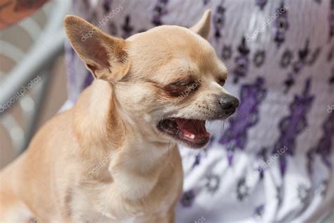 Perro Chihuahua Llorando En El Regazo De Una Mujer Joven — Fotos De