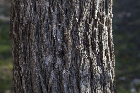 Cedar Elm Trunk Close Up Clippix Etc Educational Photos For Students