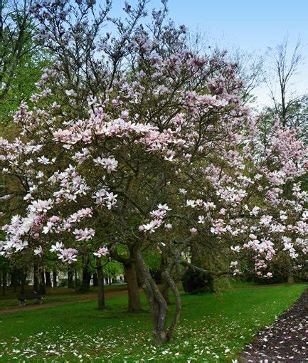There are several types of trees with purple flowers, and they all possess a regal beauty typical of their color. The 12 Best Flowering Trees for the Garden | Garden Design